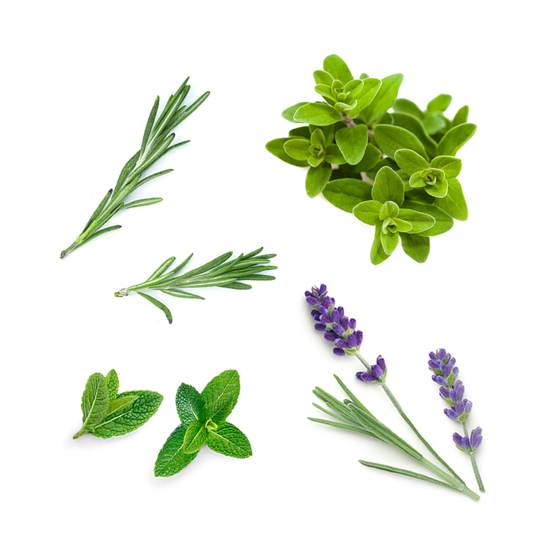 roottotipserum whats inside 1085x1050 eu