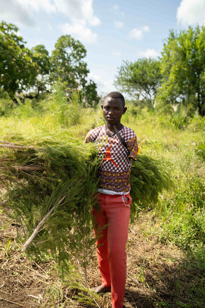 Doterra Teafa (Tea tree) illóolaj 15 ml