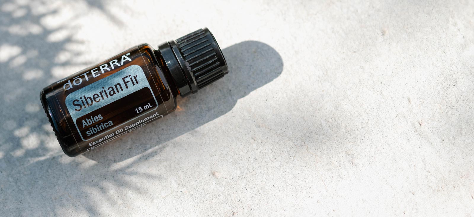 1600x733 siberian fiszibériai fenyő - siberian firr header