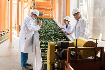 zöld mandarin feldolgozása - green mandarin