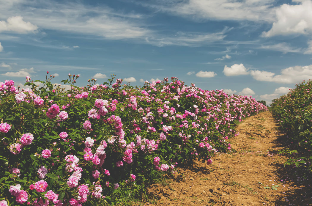 Doterra rózsa mező rose field